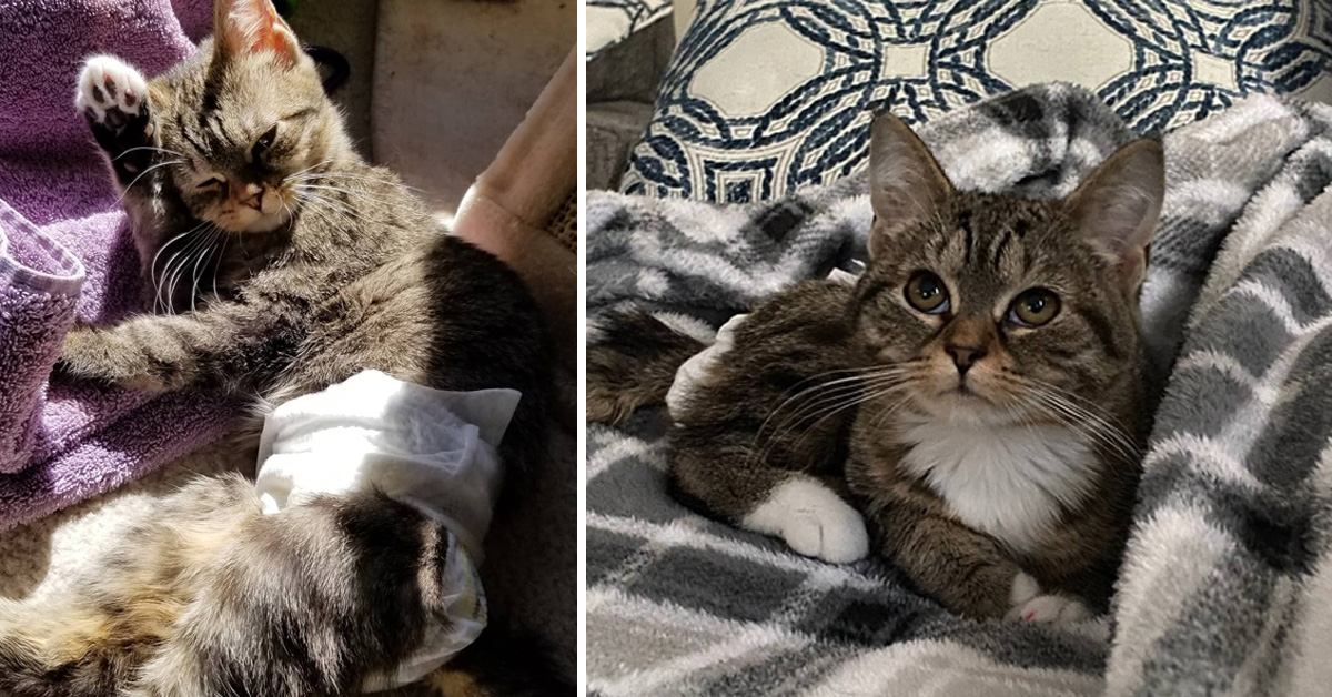 Fiona, la gattina incontinente che dopo molte sofferenze ora cerca la felicità (video)