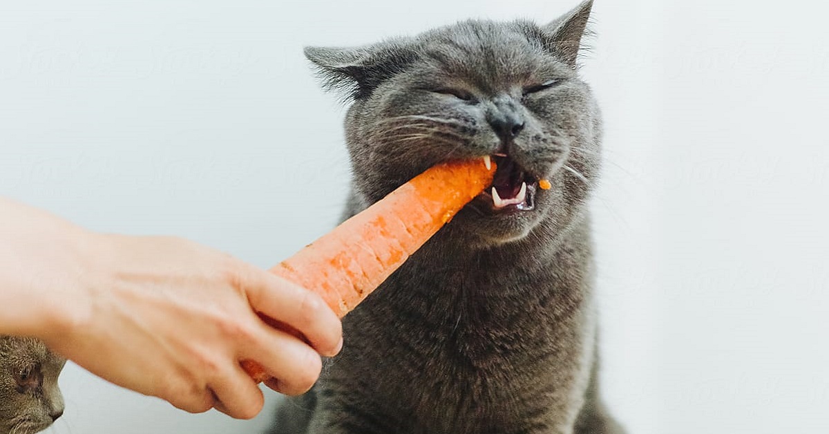 I gatti possono mangiare le carote o è meglio di no?