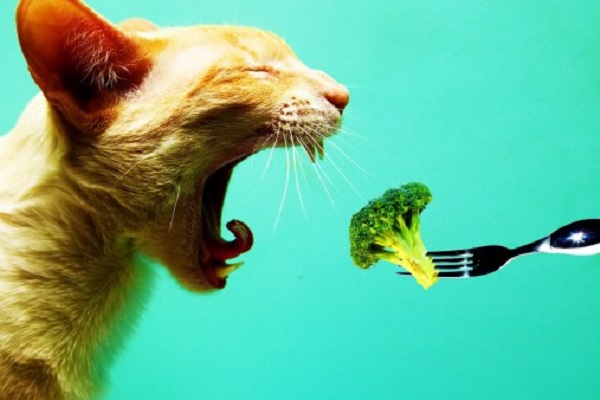 gatto e broccolo