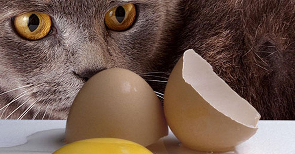 I gatti possono mangiare le uova oppure no?
