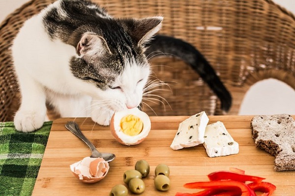 gatto sul tavolo da pranzo