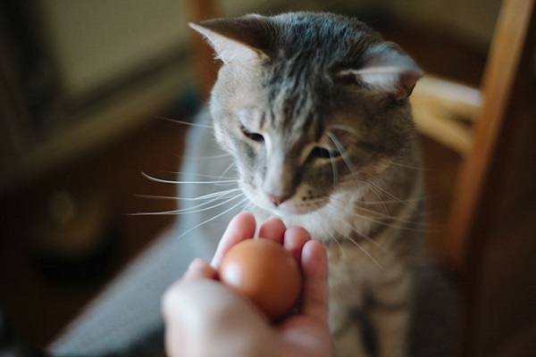 Gatto guarda uovo