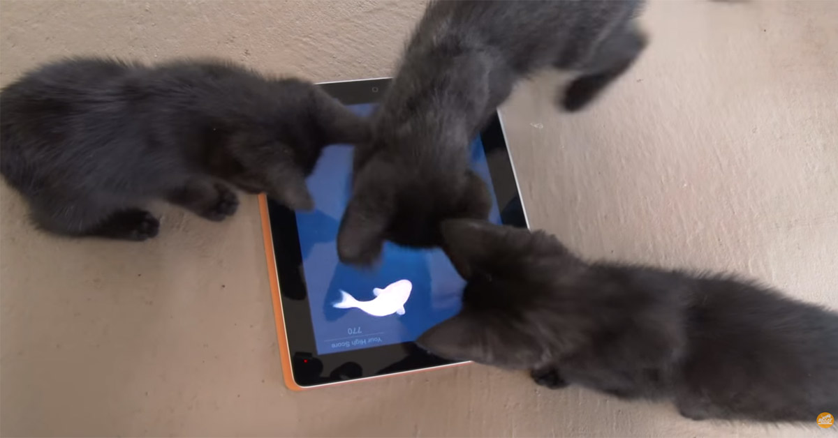 Gattini giocano con dei pesciolini su un tablet e il video conquista il web