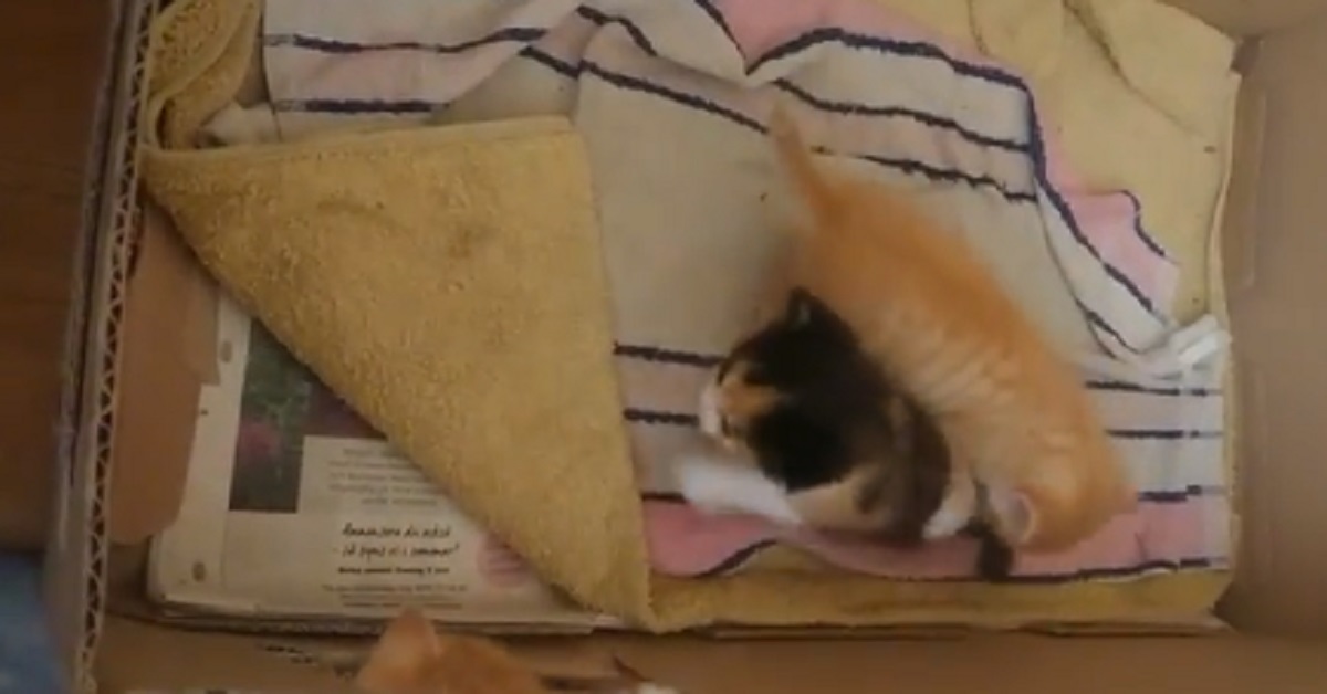 Gattini giocano dentro una scatola e inteneriscono il web (video)