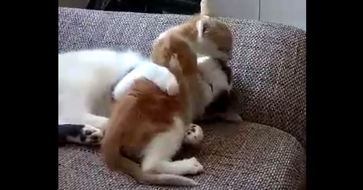 Gattini si coccolano in maniera tenera e il video diventa virale (video)