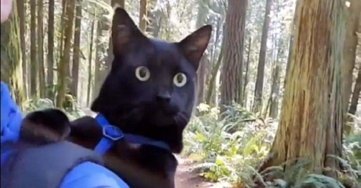 Gattino adora fare le passeggiate in montagna con la sua padroncina (video)