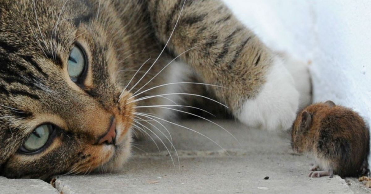 Gattino caccia topi: come evitare di fargli correre dei pericoli