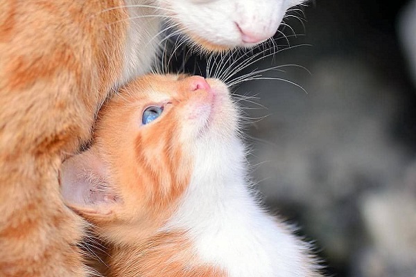 gattino e mamma