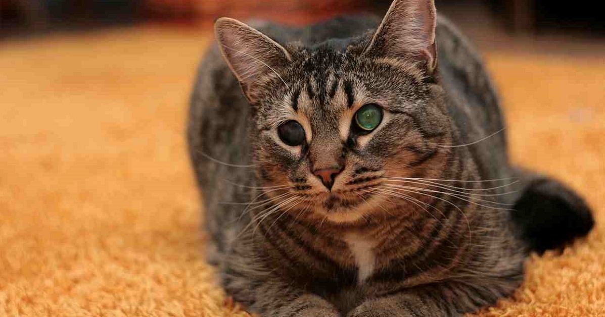 Gattino cieco: come si capisce e come prendersene cura