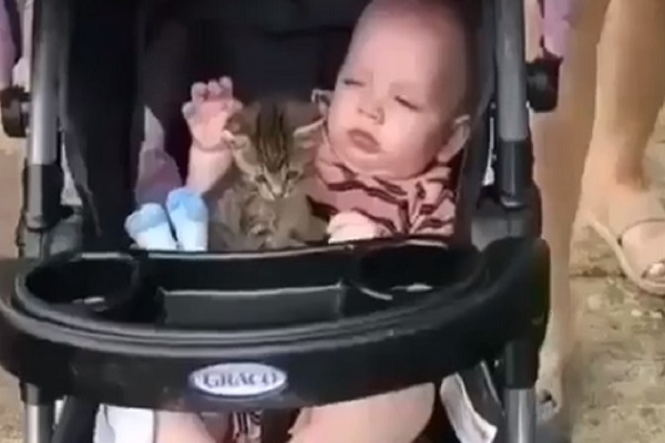 gattino dorme bambino video
