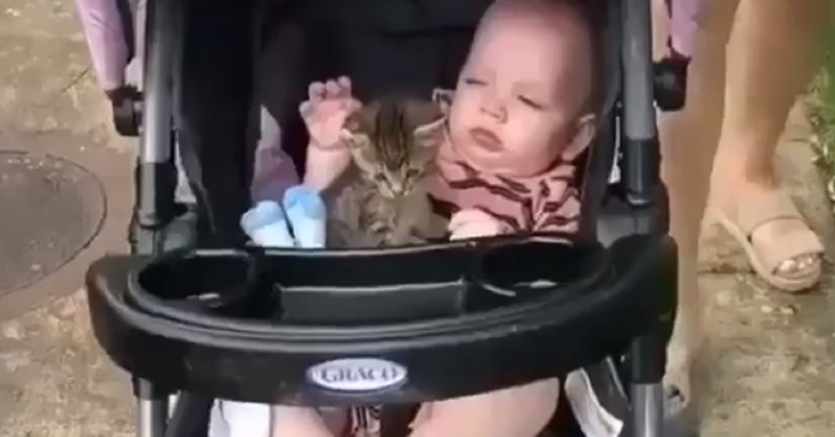 Gattino dorme con un bambino e il video fa il giro del web (video)