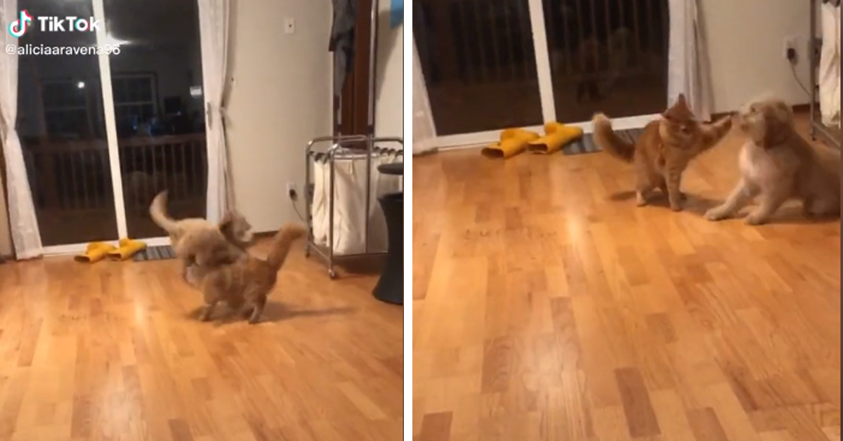 Gattino gioca con un Goldendoodle e il video conquista il web