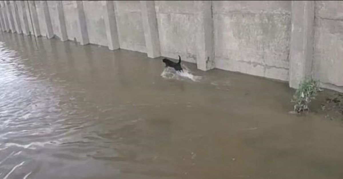 Gattino ha rischiato l’annegamento sul Tamigi, ma è stato salvato (video)