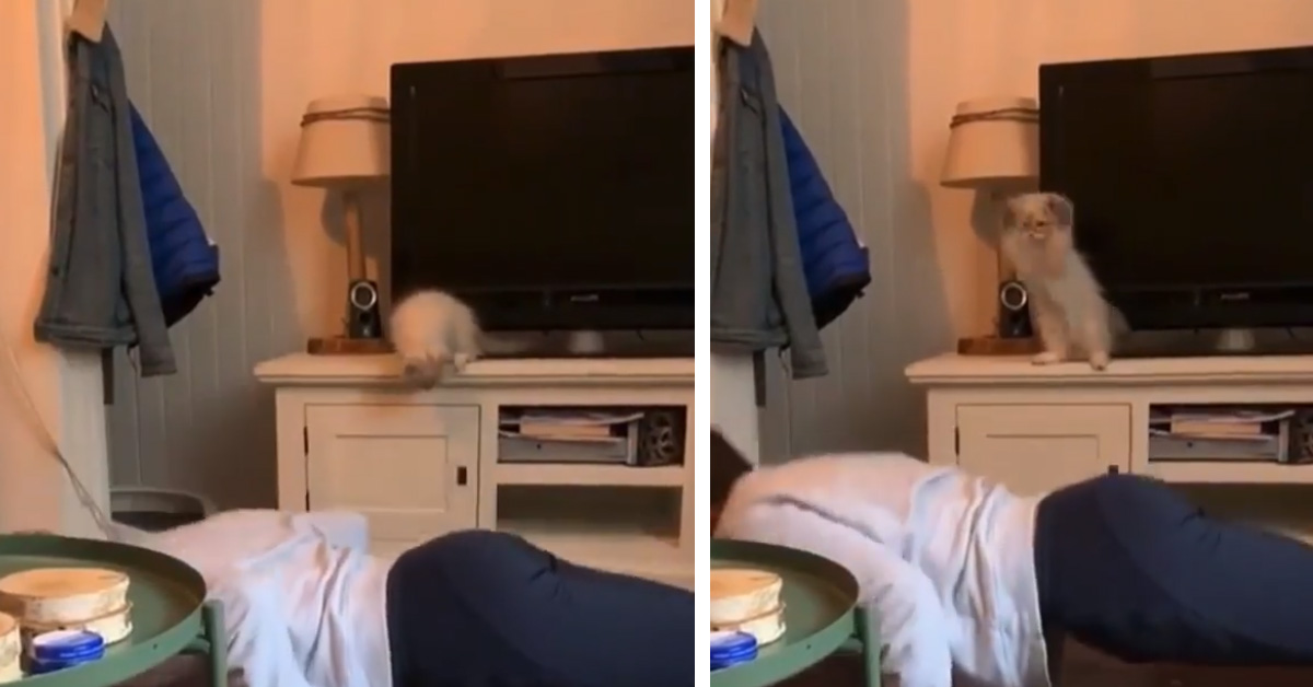 Gattino imita il proprietario che fa le flessioni ma niente va come previsto (video)