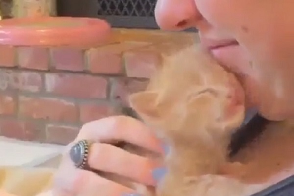 gattino adora coccole video 