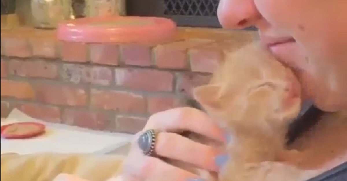 Gattino innamorato della sua padroncina adora le sue coccole (video)