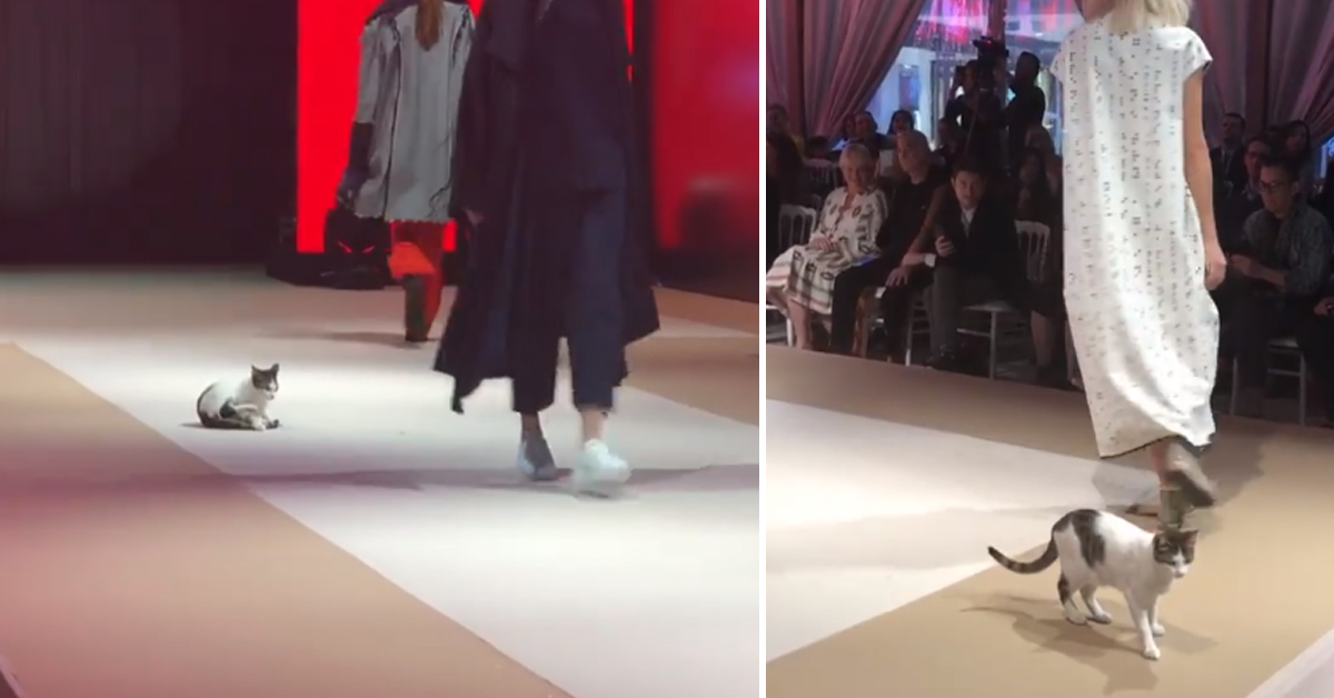 Gattino interrompe una sfilata di moda prendendosi la scena in passerella (video)