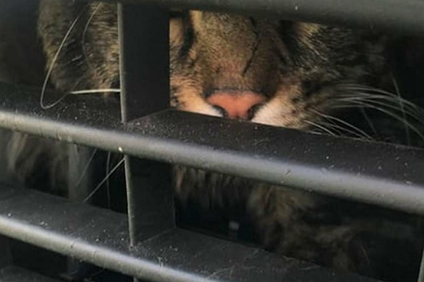 gatto intrappolato
