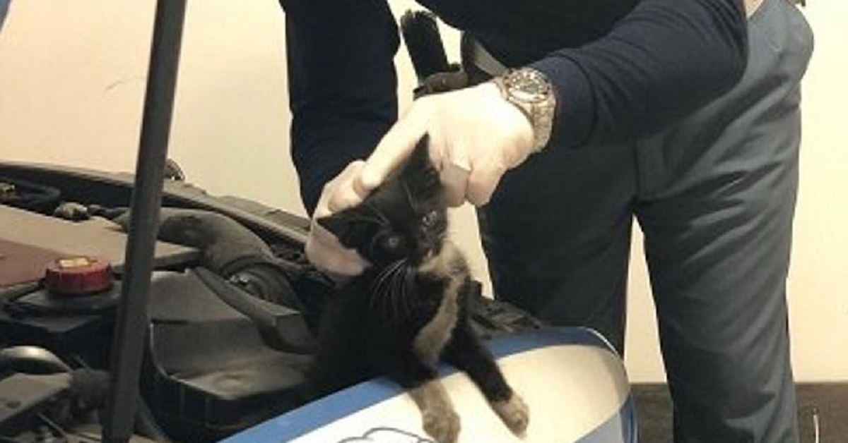 Gattino nella marmitta, cosa si può fare? Aiuto e primo soccorso