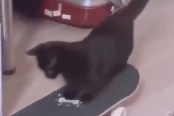 gattino nero skateboard video