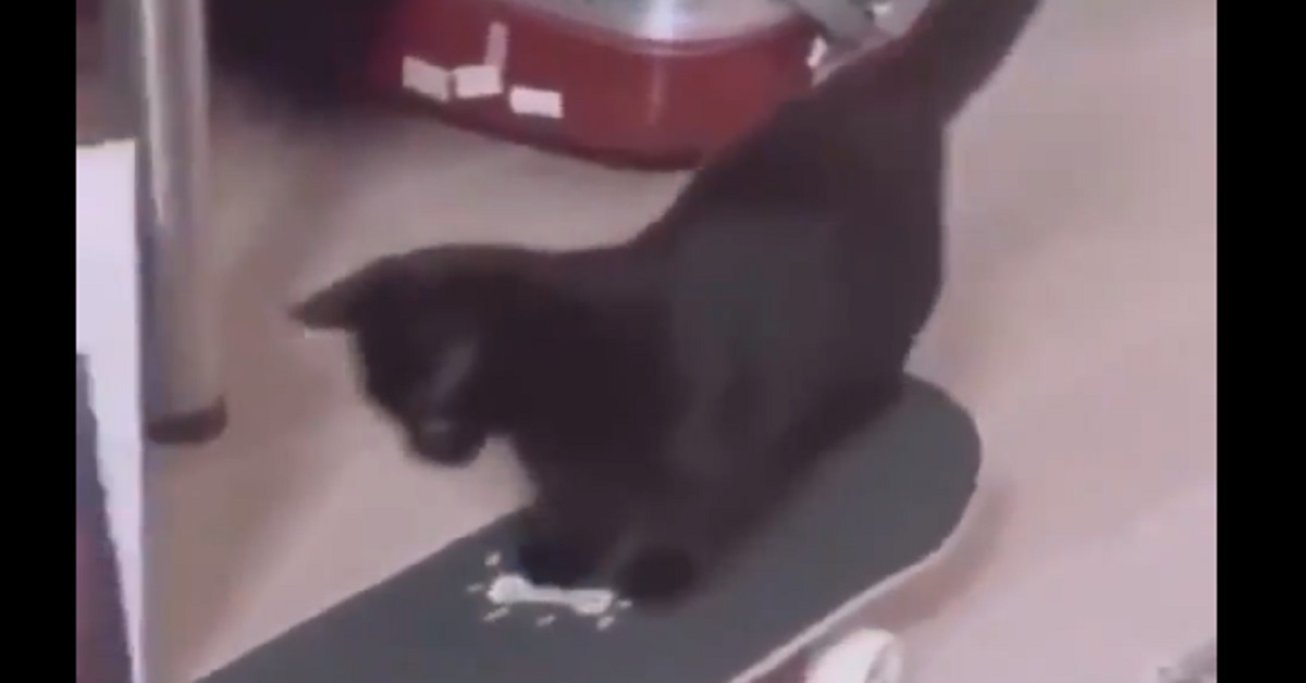 Gattino nero impara ad andare sullo skateboard (video)