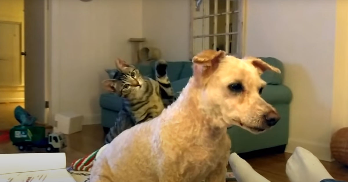 Gattino non riconosce il suo amico Barboncino dopo la tosatura (video)