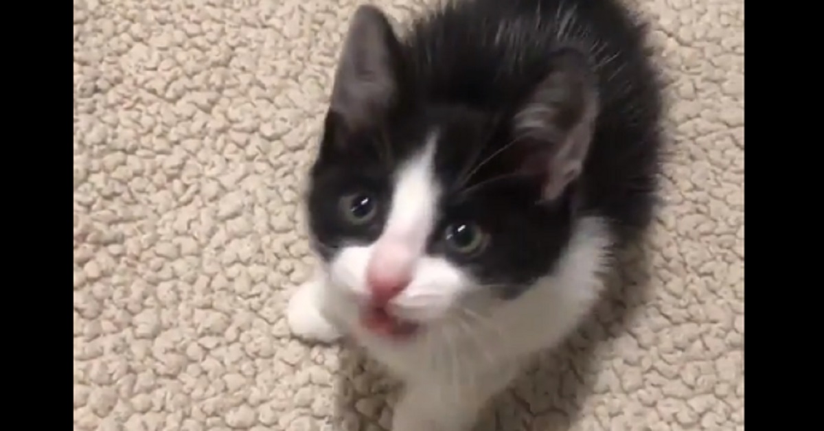 Gattino prova ad essere minaccioso, ma è solo un’esplosione di tenerezza (video)