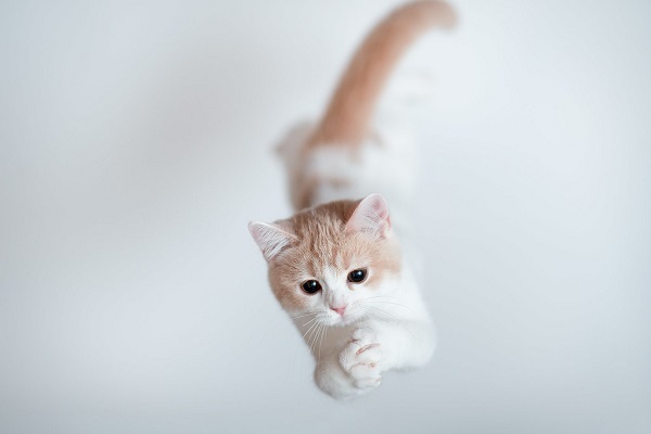 gattino durante un salto