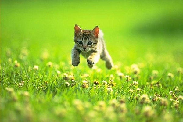 gattino che corre
