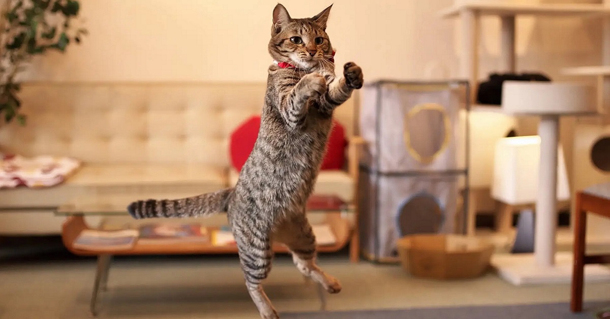Gattino salta dappertutto: è normale oppure è iperattivo?