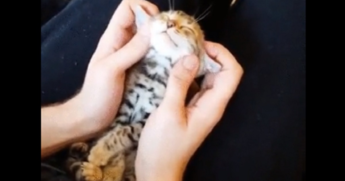 Gattino si fa coccolare e la sua tenerezza diventa virale (video)