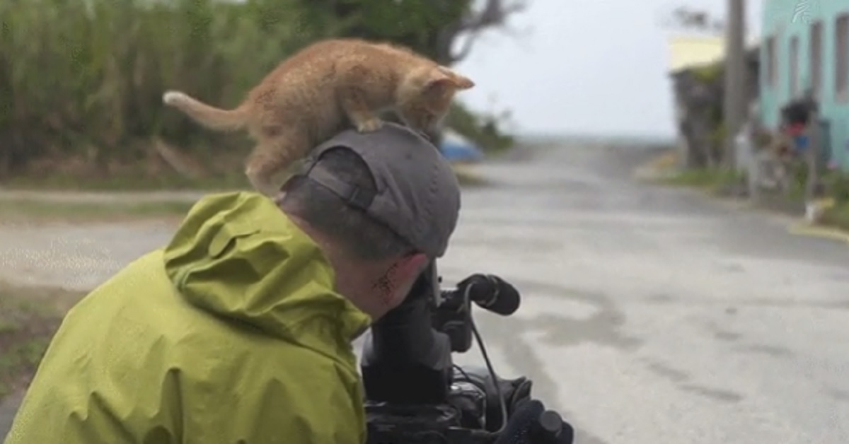 Gattino si innamora di un cameraman e conquista il suo cuore (video)