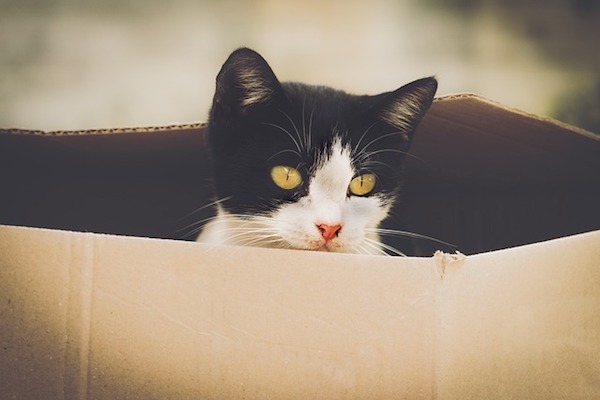 gatto in scatola di cartone