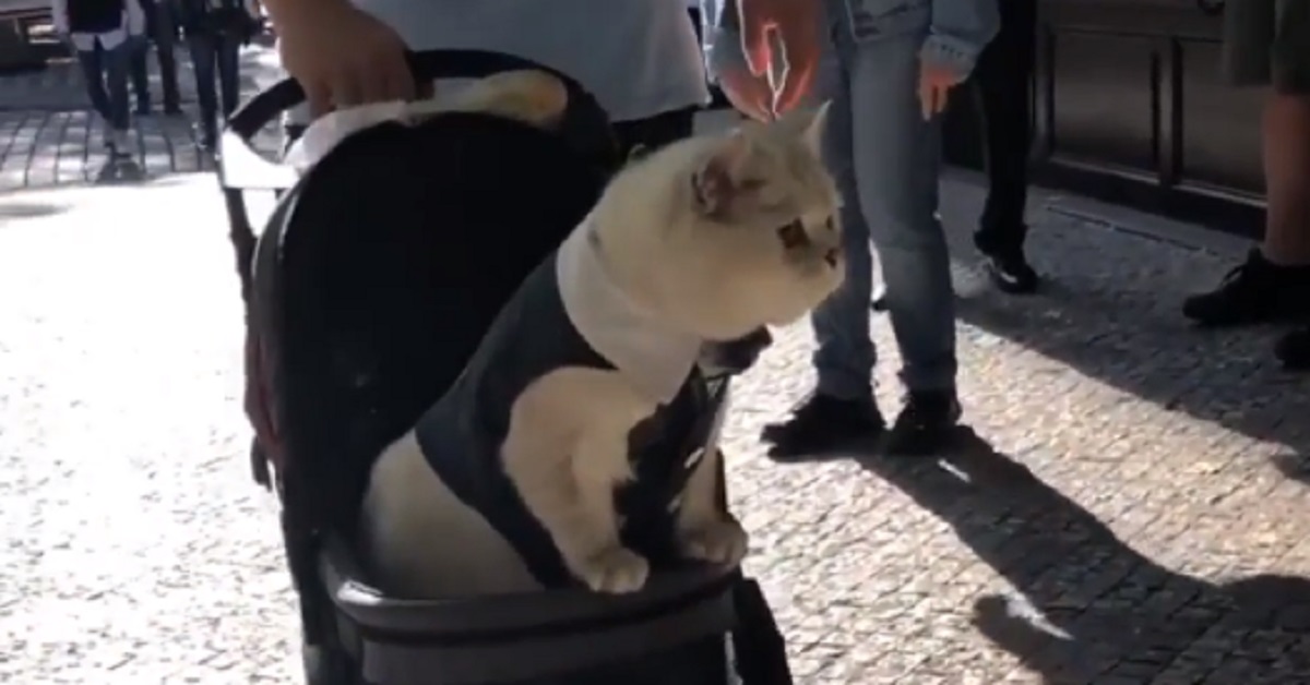 Gattino sta su un passeggino e il video fa il giro del web (video)