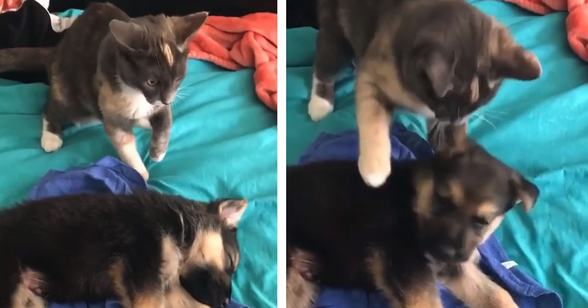 Gattino sveglia il cucciolo di Pastore Tedesco e il video conquista il web