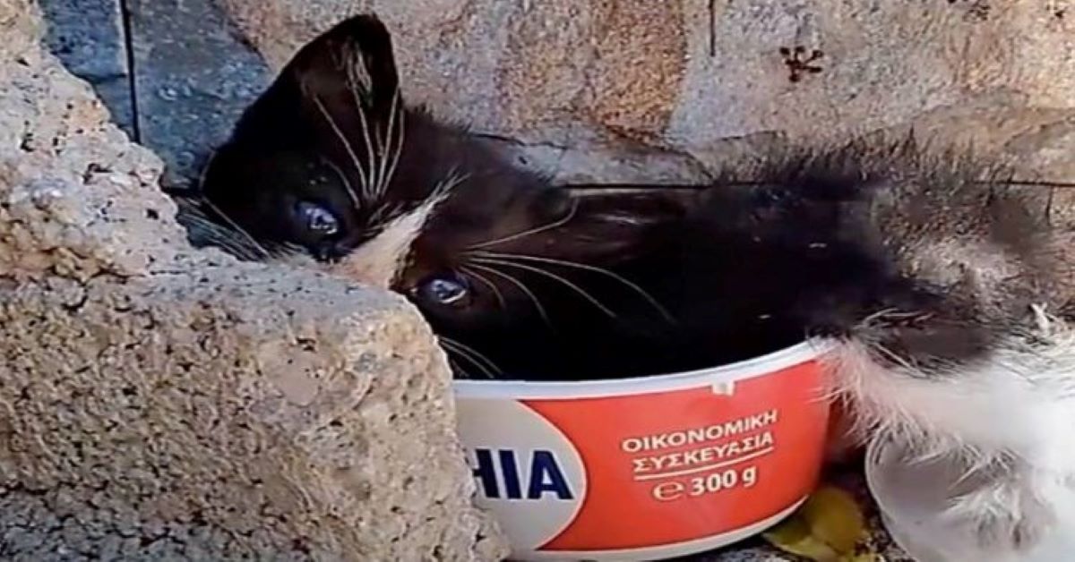 Gattino trovato all’interno di una scatola (video)