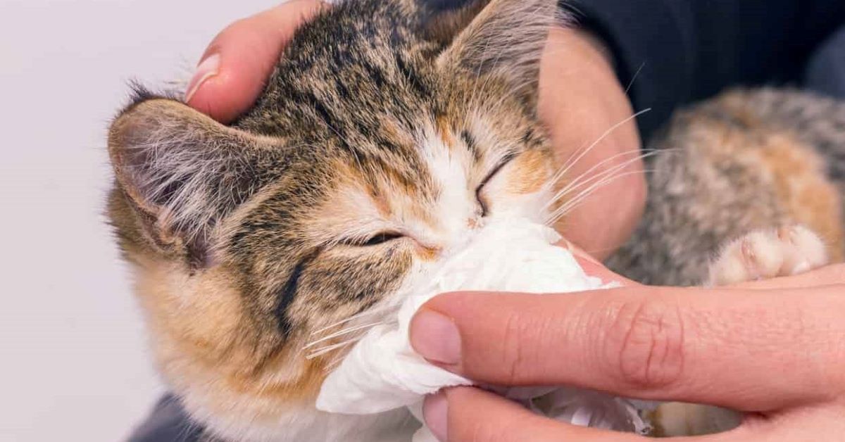 Gatto adulto con il raffreddore: cosa bisogna fare