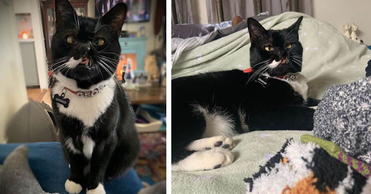 George, il gattino dall’aspetto particolare che è una star di Instagram (video)