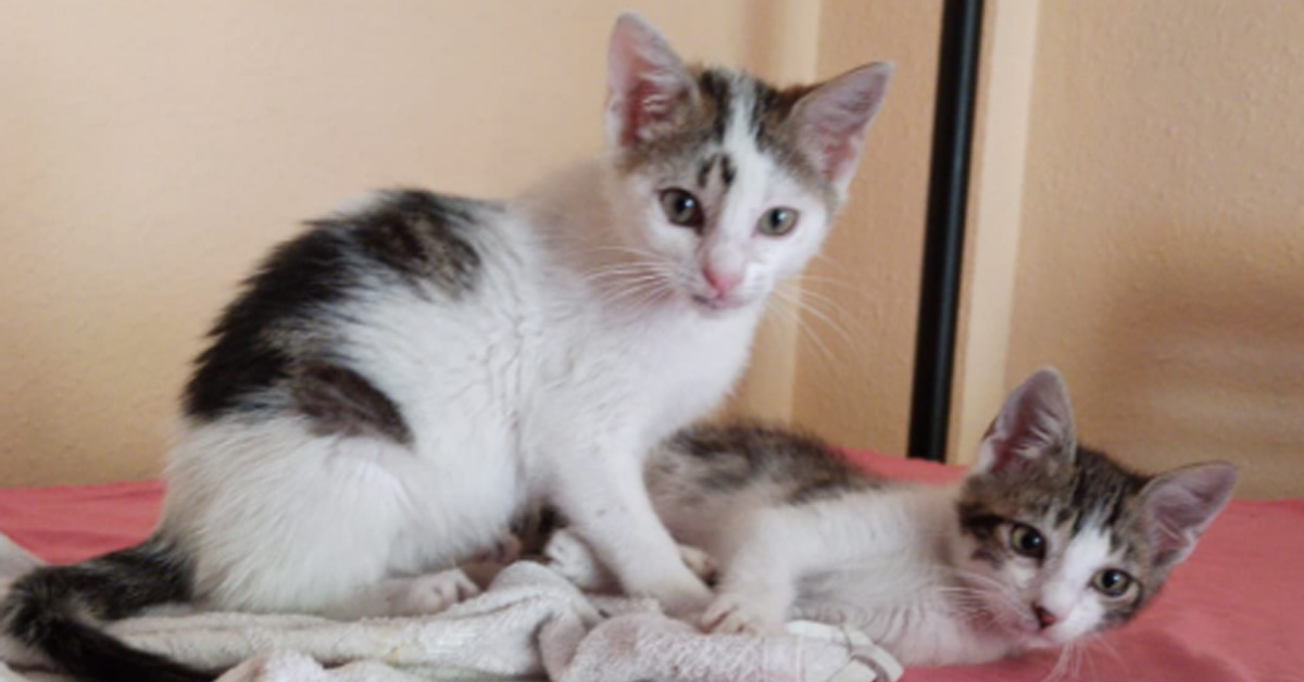 Gin e Tonic, i due gattini dal passato difficile che ora cercano la felicità