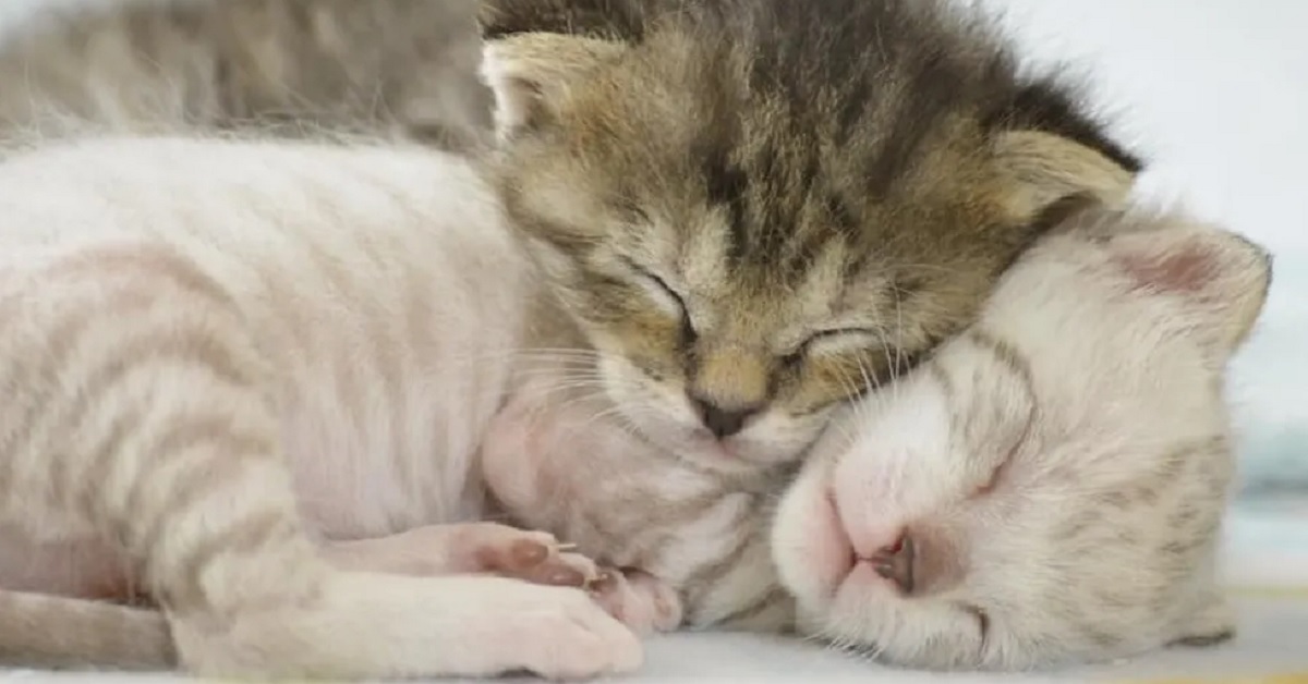 Harper e Hayden, i gattini salvati dalla strada che si sostengono a vicenda (video)