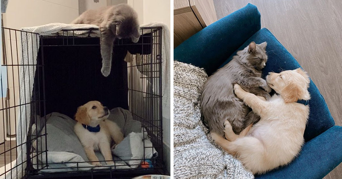 Harrie, il gattino “ossessionato” dai Golden Retriever che ha ricevuto una sorpresa (video)