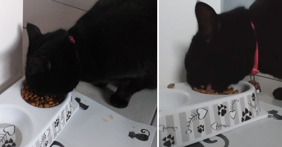 I gattini che mangiano come “ippopotami” invadono il web (video)