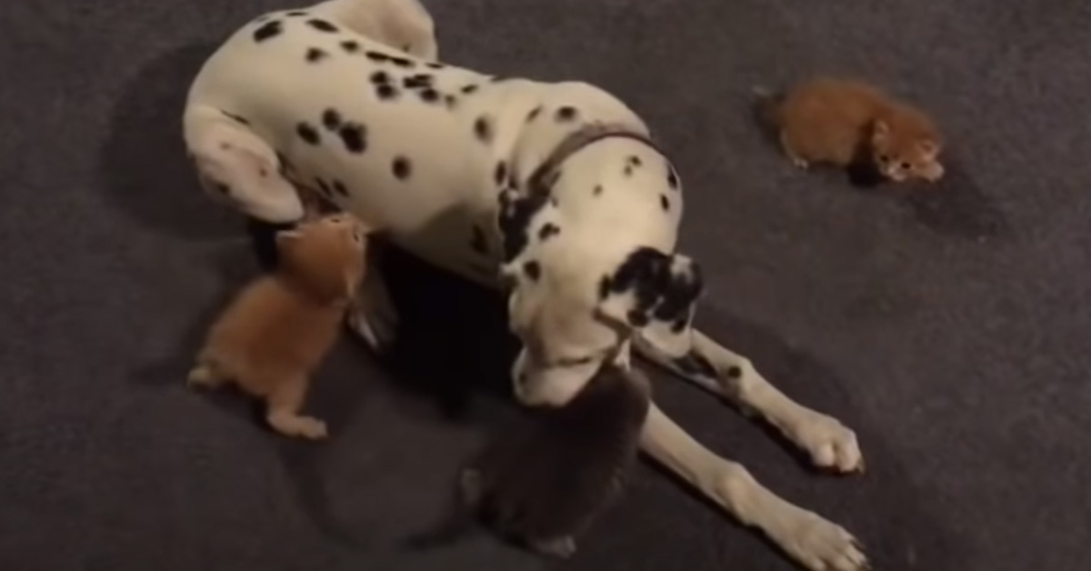 I gattini che sono stati adottati da un Dalmata e che oggi sono finalmente felici (video)