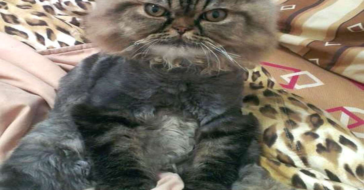 gatto che osserva