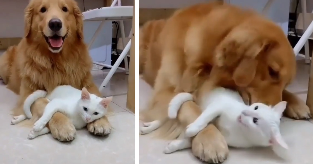 Il gattino abbraccia il Golden Retriever e il video conquista il web