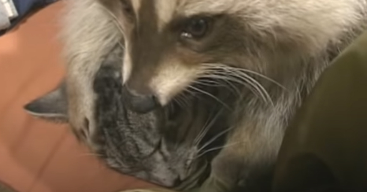Gatto con un procione