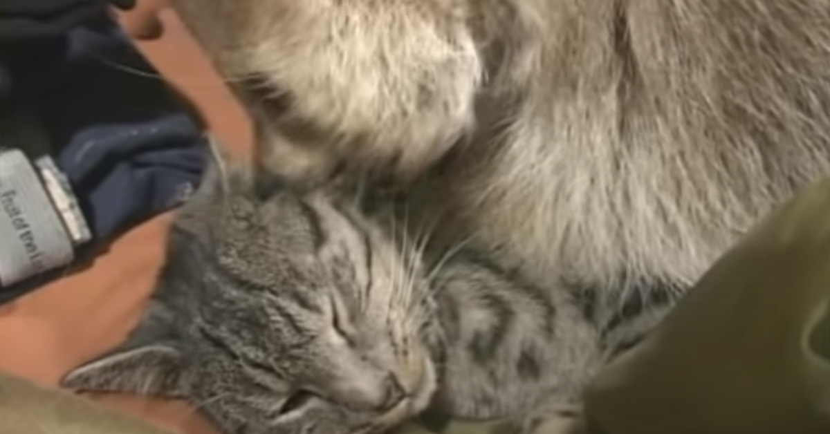 Gatto con un procione