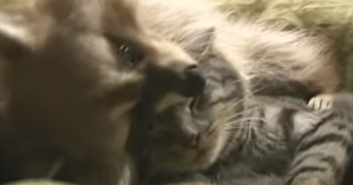 Gatto con un procione