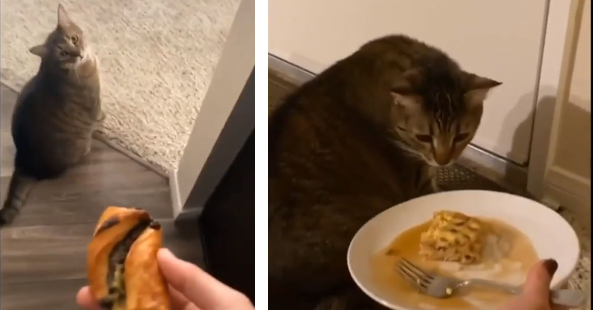 Il gattino assaggia cibi “strani” e la sua reazione fa il giro del web (video)