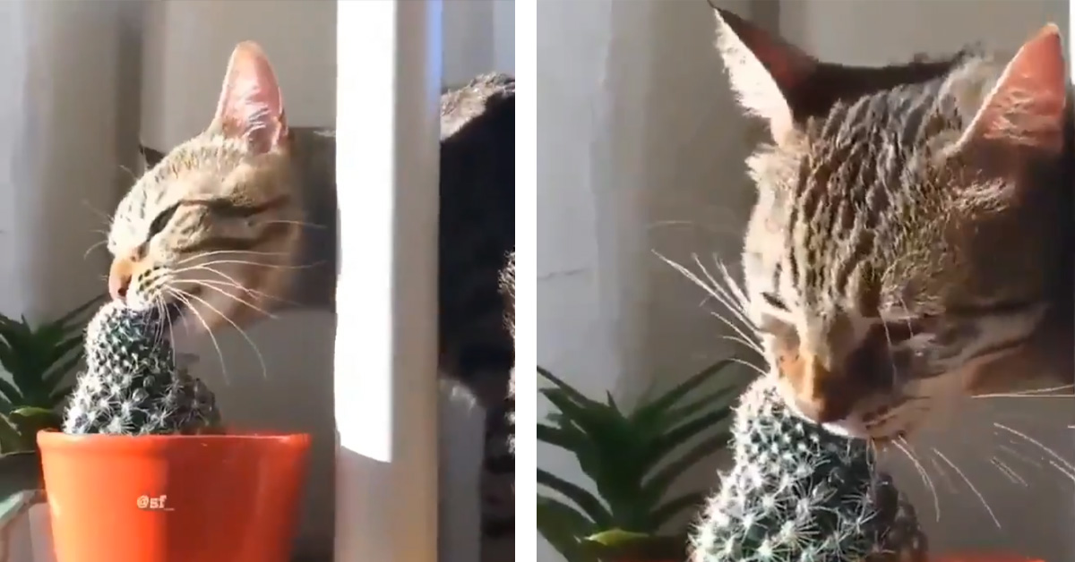 Il gattino assaggia un cactus e la sua reazione diventa virale (video)